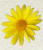 Daisy Flower